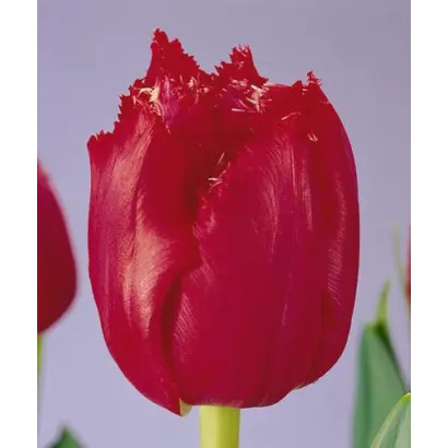 Petticoat / Пэттицоат