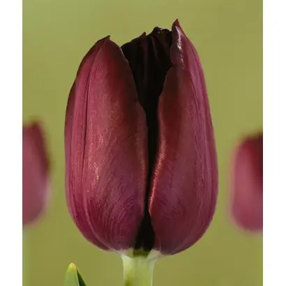 Phillipe de Comines / Пhиллипэ дэ Цоминэс