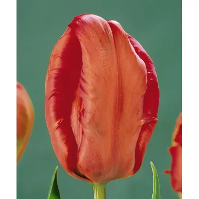 Phoenix Memory / Пhоэниx Мэморь