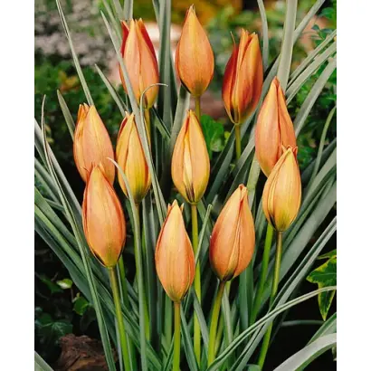 Piccolo / Пиццоло