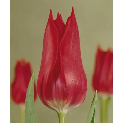 Pieter de Leur / Пиэтэр дэ Лэур