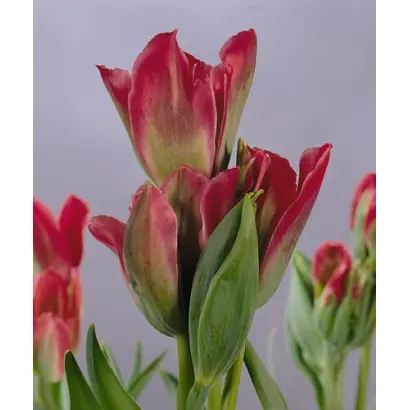 Pimpernel / Пимпэрнэл