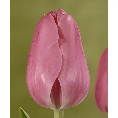 Pink Cloud / Пинк Цлоуд