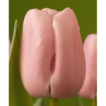 Pink Diamond / Пинк Диамонд