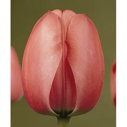 Pink Impression / Пинк Импрэссион