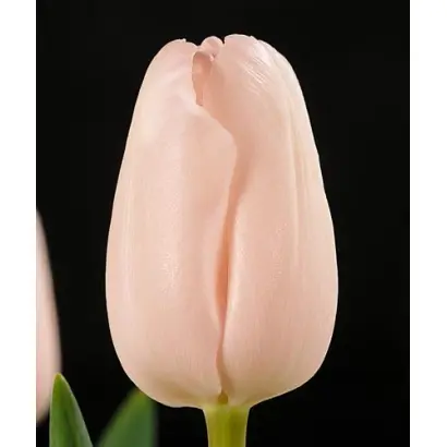 Pink Jewel / Пинк Еwэл