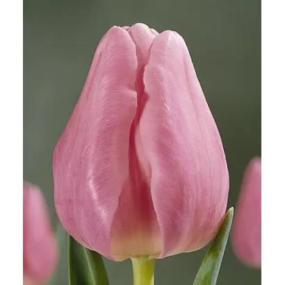 Pink Lady / Пинк Ладь