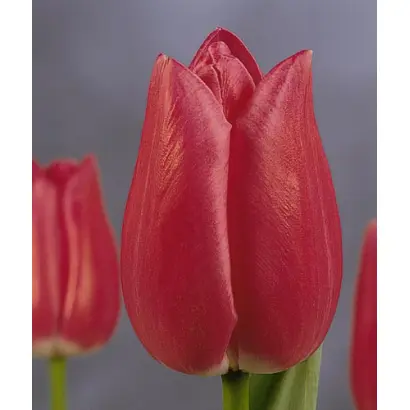 Pink Parody / Пинк Пародь