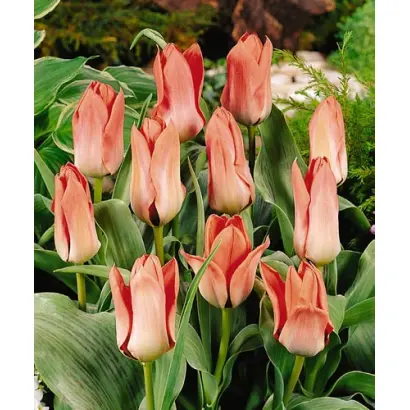 Pink Sensation / Пинк Сэнсатион