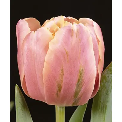 Pink Star / Пинк Стар