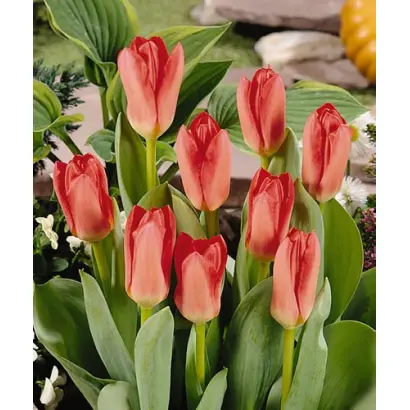 Pinkeen / Пинкээн