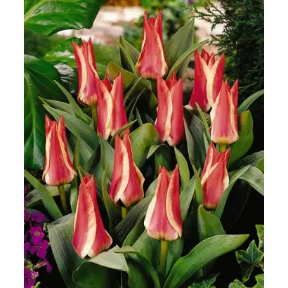 Pinocchio / Пиноцчио