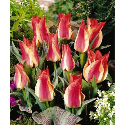 Plaisir / Плаисир