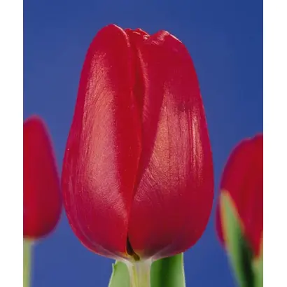 Polderboy / Полдэрбоь