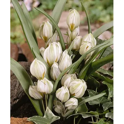 Polychroma / Польчрома