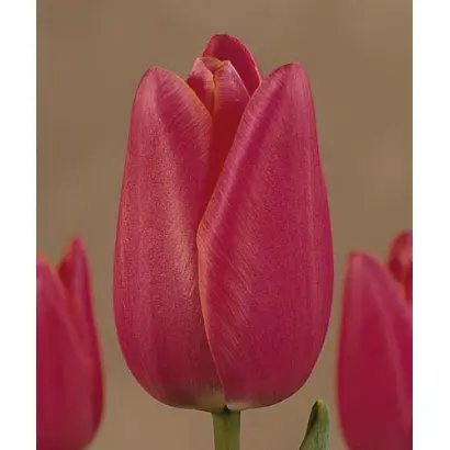 Pomerol / Помэрол