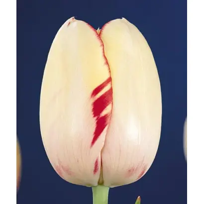 Portofino / Портофино