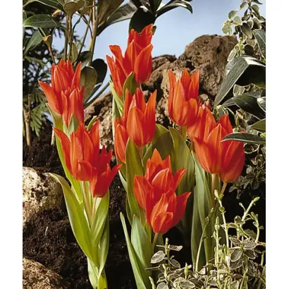 Ppraestans 'Van Tubergen's Variety' / Ппраэстанс 'Ван Тубэргэн'с Вариэть'