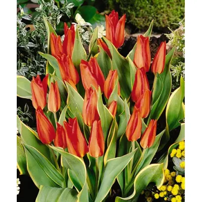 Praestans 'Bloemenlust' / Праэстанс 'Блоэмэнлуст'