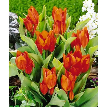 Praestans 'Fusilier' / Праэстанс 'Фусилиэр'