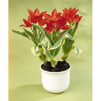 Praestans 'Unicum' / Праэстанс 'Уницум'