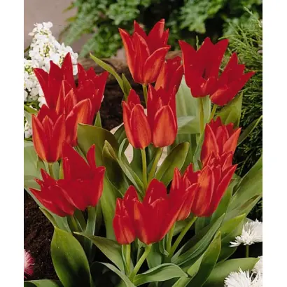 Praestans 'Zwanenburg Variety' / Праэстанс 'Зwанэнбург Вариэть'