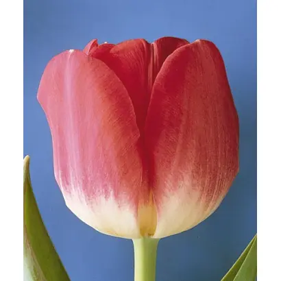 Preludium / Прэлудиум