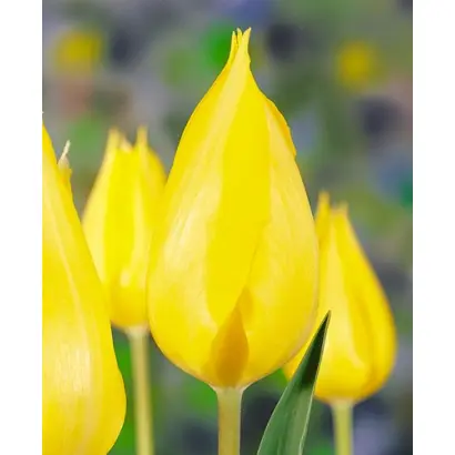 Pretty in Yellow / Прэтть ин Ьэллоw