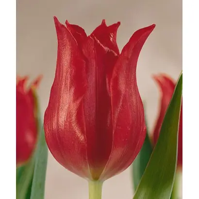 Pretty Woman / Прэтть Wоман