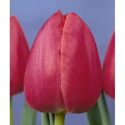 Primavera / Примавэра