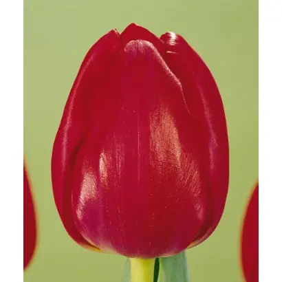 Primavista / Примависта