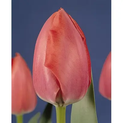 Primeur / Примэур