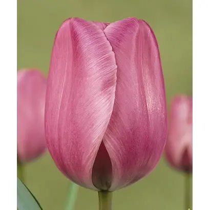 Prince Charles / Принцэ Чарлэс