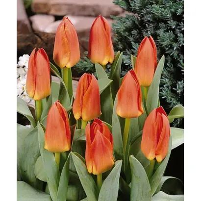 Prince de Lignac / Принцэ дэ Лигнац