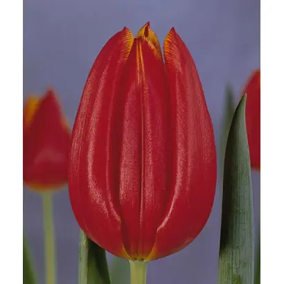 Prince Karl Phillip / Принцэ Карл Пhиллип