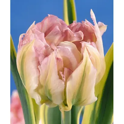 Prince of Sanseviero / Принцэ оф Сансэвиэро