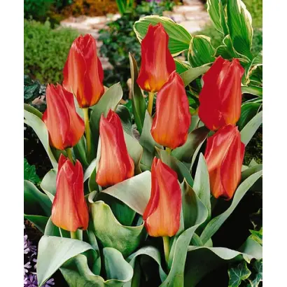 Princeps / Принцэпс