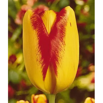 Princess Margaret Rose / Принцэсс Маргарэт Росэ