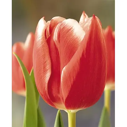 Princess Victoria / Принцэсс Вицториа