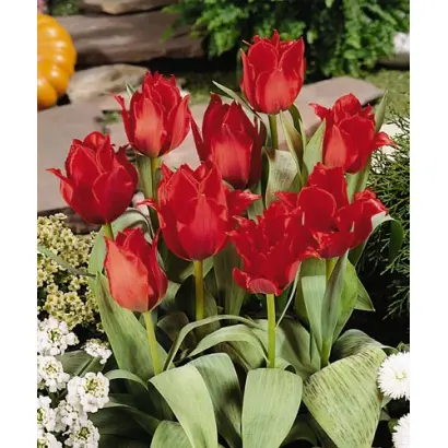 Princesse Charmante / Принцэссэ Чармантэ