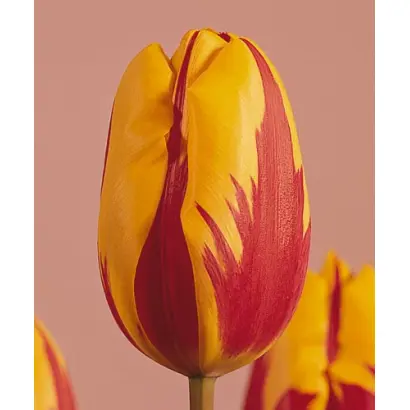 Prins Carnaval / Принс Царнавал