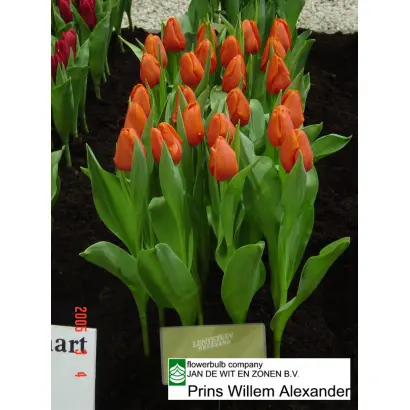 Prins Willem Alexander / Принс Wиллэм Алэxандэр