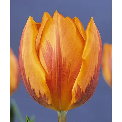 Prinses Irene / Принсэс Ирэнэ