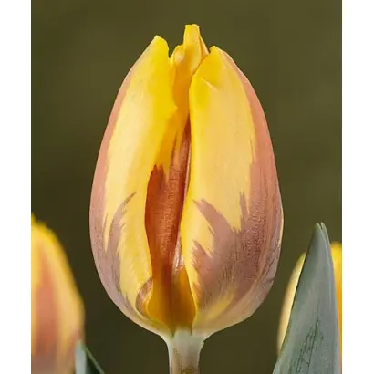 Prinses Margriet / Принсэс Маргриэт