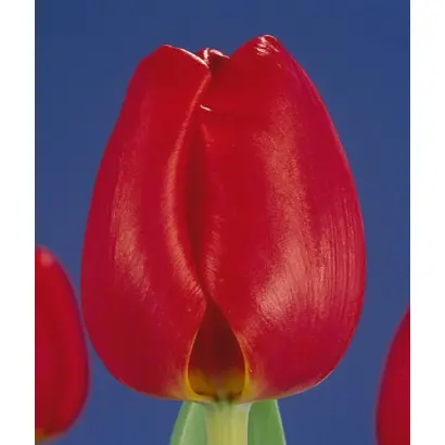 Professor De Veer / Профэссор Дэ Вээр