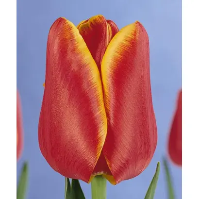 Professor Einstein / Профэссор Эинстэин