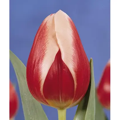 Professor Penn / Профэссор Пэнн