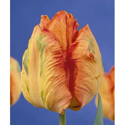 Professor RГ¶ntgen / Профэссор РГ¶нтгэн