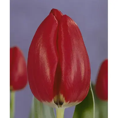 Prominence / Проминэнцэ