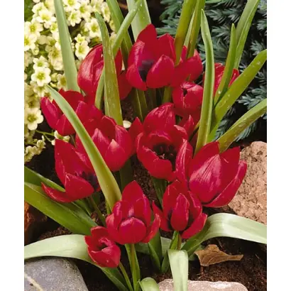 pulchella 'Lilliput' / пулчэлла 'Лиллипут'